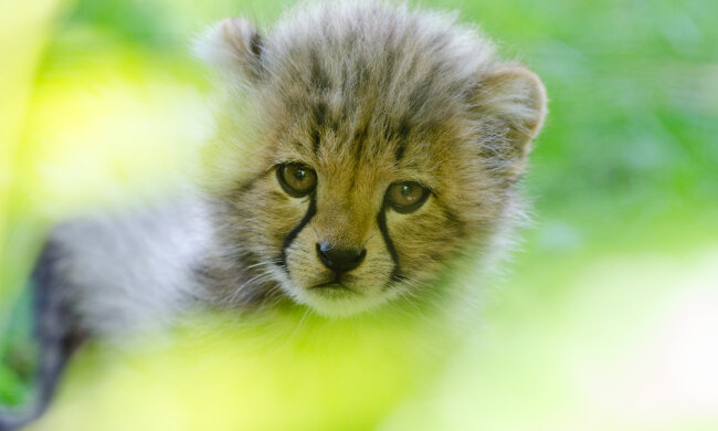 дитинча гепарда, фото Pxhere