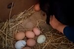 Куриные яйца, скриншот: Youtube