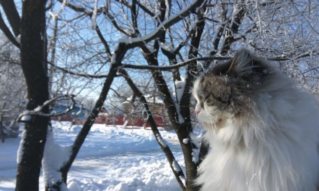 Весна скасовується: прогноз погоди ошелешив українців
