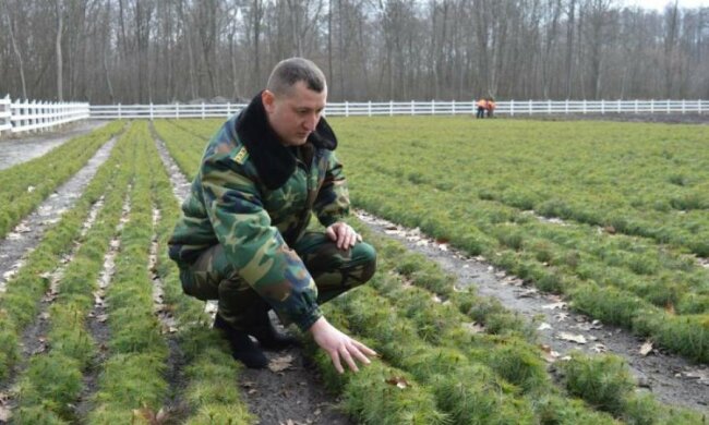 День працівника лісу: хранителі української природи відзначають професійне свято 