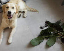 Кімнатні рослини та собаки