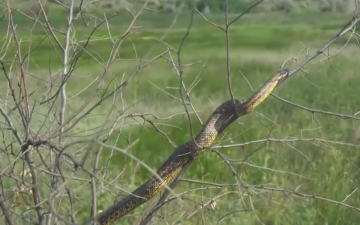 Змея. Фото: скрин youtube