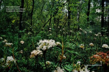 Чагарники, фото Чорнобильський Радіаційно-екологічний Біосферний Заповідник