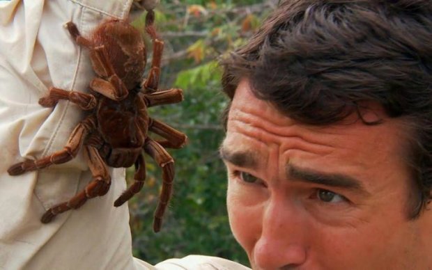 Арахнофобы, трепещите: обнаружен новый вид гигантских пауков