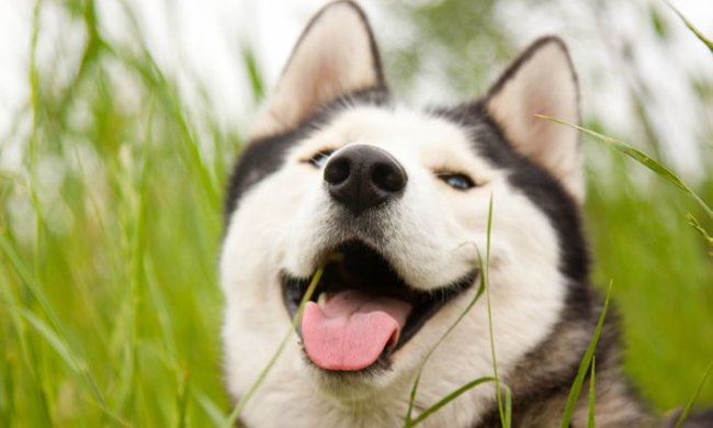 Анекдоты на 3 июня научат вас самому лучшему юмору