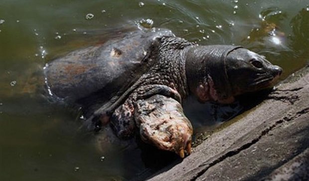 Во Вьетнаме умерла легендарная черепаха (фото)