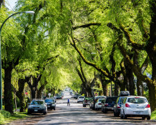 Зелень вирішує: як парки впливають на здоров'ї городян