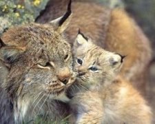 У Черкаському зоопарку вперше народилась рись