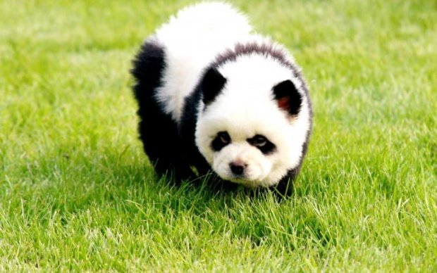 Россиянам в Сочи показывали щенка панды