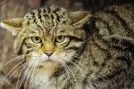 В Австралії за п'ять років знищать два мільйони диких котів