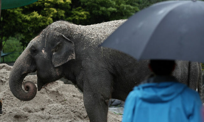 Слоны, фото: Getty Images