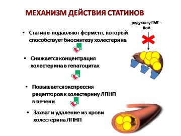 Mediki Usomnilis V Bezobidnosti Preparatov Protiv Holesterina Znaj Yua