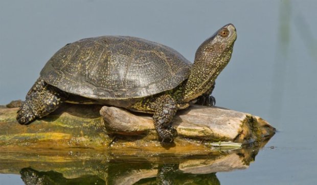 На Черкащині полюють на рідкісних черепах