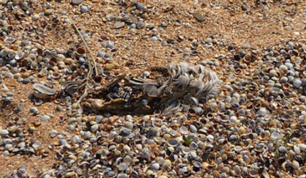 На пляжах Крыма гниют мертвые птицы и дельфины