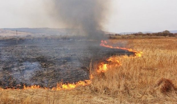 На Луганщине из-за обстрелов сгорело сто гектаров поля