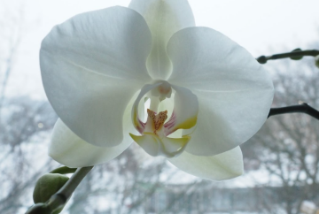 Орхідея, кадр з відео