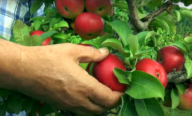 яблуня, скріншот з відео