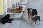 Жорстоке вбивство: банду шкуродерів очолював син чиновника