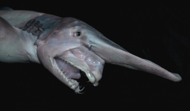 Морське чудовисько: маловідома науці акула-гоблін