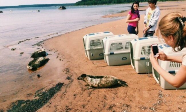 У Петербурзі випустили на волю сірих тюленів