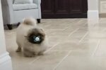 Собака з соскою, скріншот: Facebook