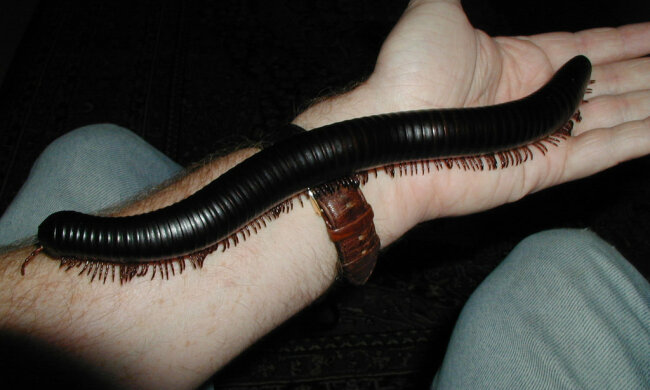 Нашествие ненасытных монстров на украинском курорте: гадкие черные черви справятся даже с бетоном, видео