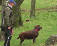 Выгул собаки. Фото: скрин youtube