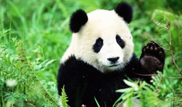 Непослушная панда попалась на попытке побега (ВИДЕО)