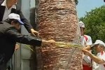 Шаурма / скриншот из видео