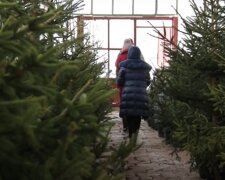 Ялинки в Іавно-Фракнівську, кадр з відео, зображення ілюстративне: YouTube