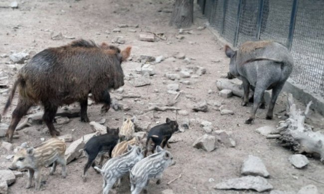 В запорожском зоопарке родились дикие кабанята (фото)