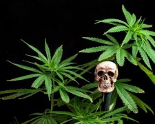 Легалізація марихуани в Україні: хто категорично проти