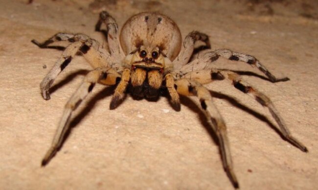 В Австралии паук вызвал панику и полицию