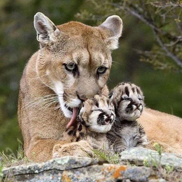 Науковці показали вражаючі фото материнства диких тварин