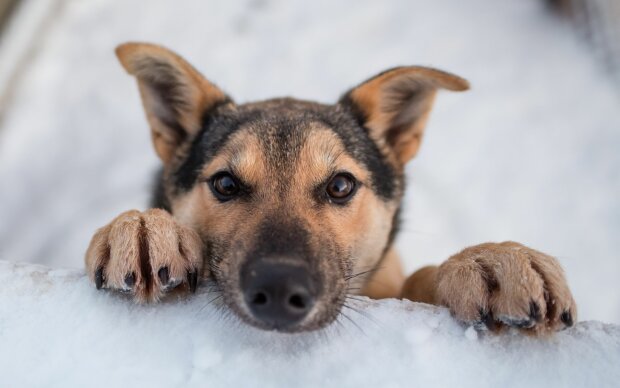 У Росії відчайдушного собакаря замурували сусіди, фінал історії вражає: "Та нах*р вони потрібні"