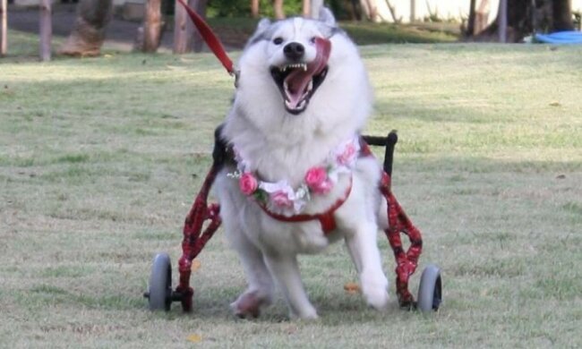 Хаскі без лап прославилася в Instagram