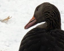 Эта милая птичка раньше была огромной и с зубами