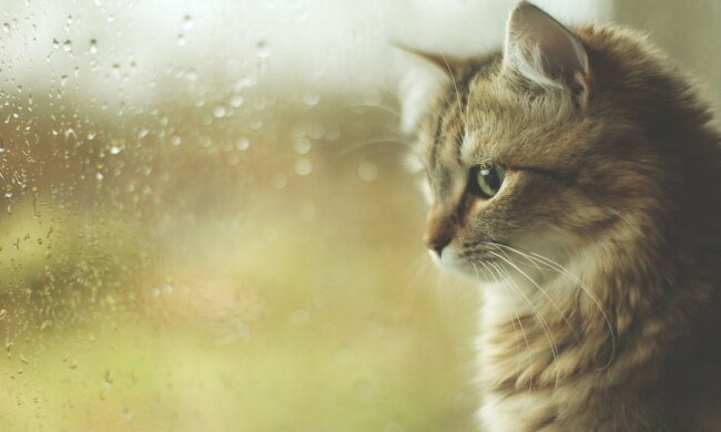 Погода на начало недели: Украину накроет еще одна мокрая октябрьская волна