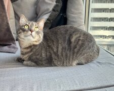 Котик, изображение: Знай.ua