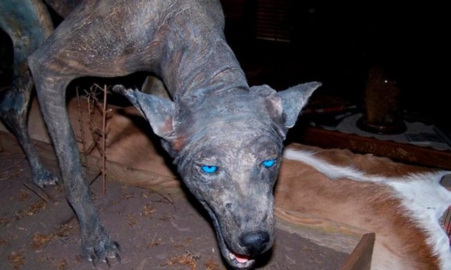 Чудовисько на Полтавщині перелякало ціле село: по-тихому вичікувало під дровами, дивом спіймали