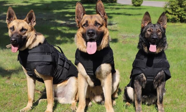 Прикордонна службова собака. Фото: Facebook