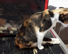 Кошка с перебитой спиной вернулась к своим котятам