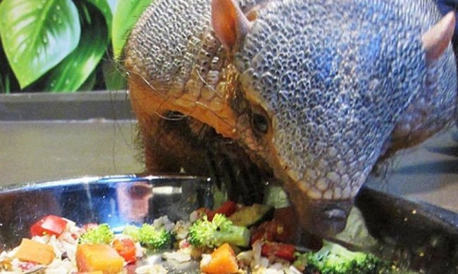 В Британії броненосця-товстуна змушують худнути (фото)