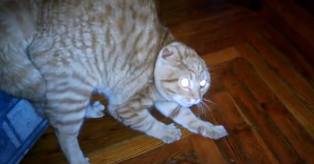 Переляканий котик, скріншот: Youtube