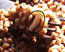 На Прикарпатті у шкільній їдальні давали гречку з черв'яками