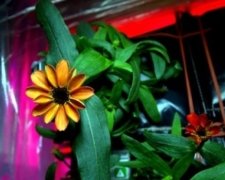 На МКС зацвіли квіти