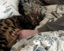 Котик, фото: Знай.ua