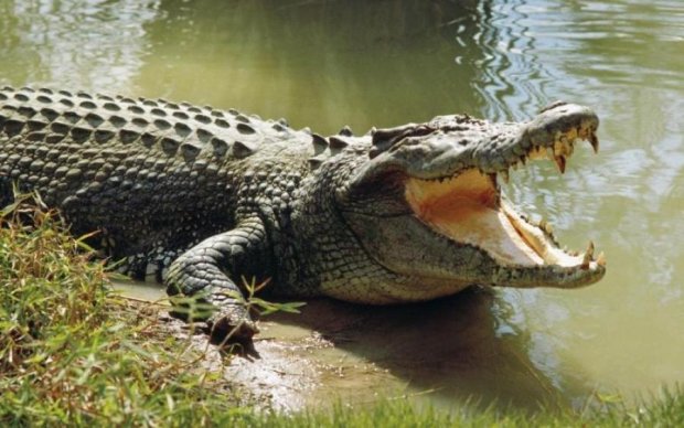 Женщина отбила сына, который стал обедом гигантского крокодила