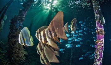ТОП-20 найкращих знімків підводного світу за 2015 рік