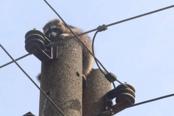 Єнот Гелик змусив попотіти бориспільських рятувальників